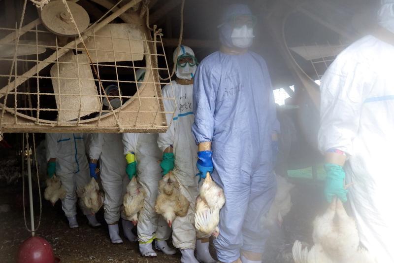 fao:-gripa-aviara-poate-ajunge-la-om.-posibil,-virusul-h5n1-va-provoca-o-criza-alimentara-mondiala
