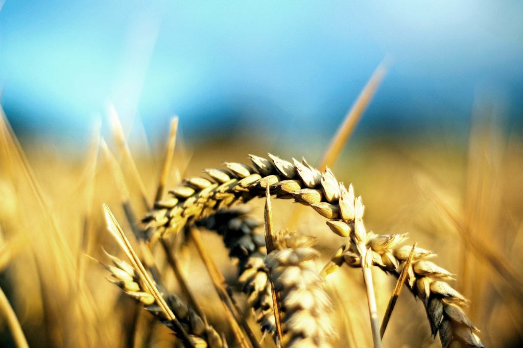 alerta-in-agricultura:-productia-romaniei-a-scazut-la-toate-culturile-in-2024!