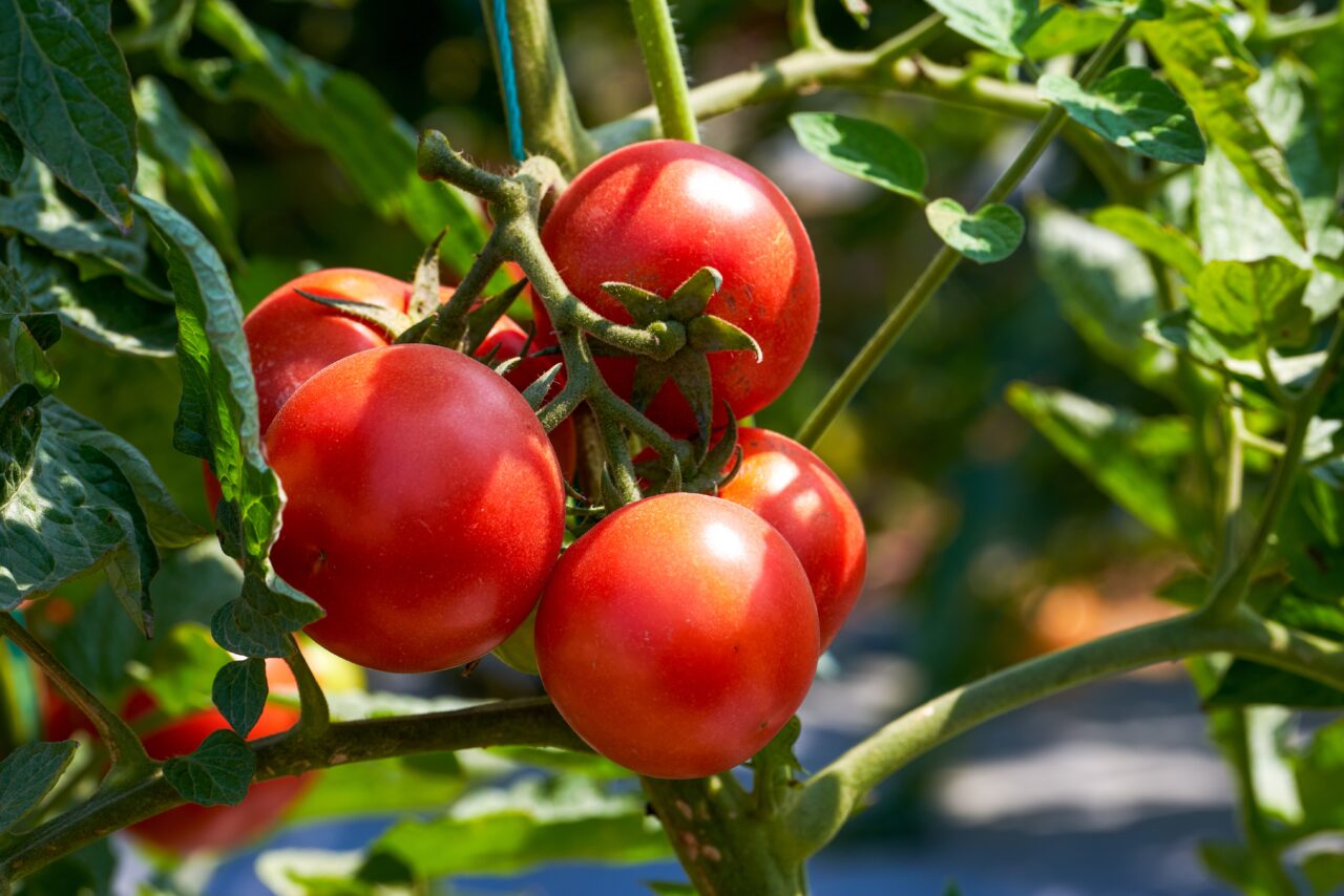 cat-a-ajuns-sa-coste-1-kg-de-rosii-intr-o-piata-din-sibiu