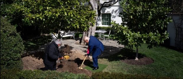 donald-trump-a-plantat-o-maganolie-in-locul-celui-mai-batran-arbore-de-la-casa-alba