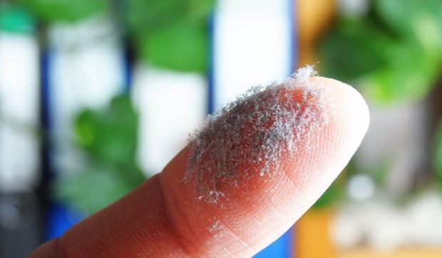 ce-se-ascunde-in-praful-din-casele-noastre:-un-cocktail-toxic-de-pesticide