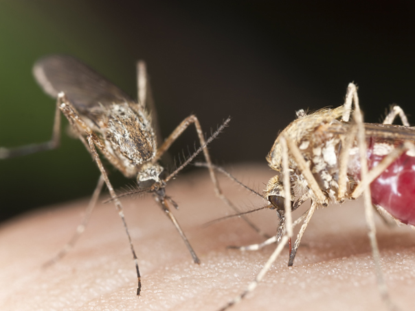 masuri-de-tip-covid-19,-luate-pentru-noul-virus-din-china.-chikungunya-se-raspandeste-rapid