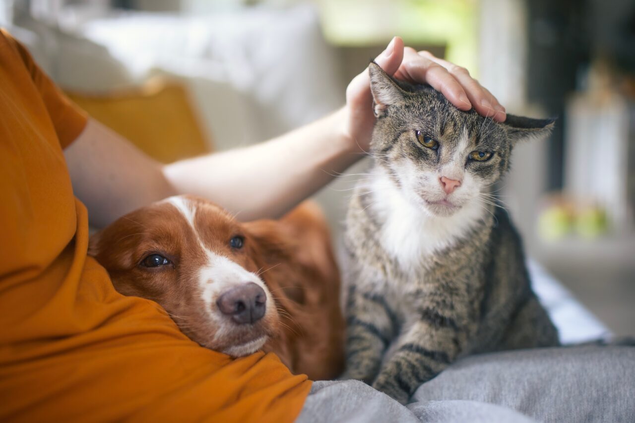 cum-trebuie-protejate-animalele-de-companie,-pe-timp-de-canicula.-sfaturi-utile-pentru-proprietari