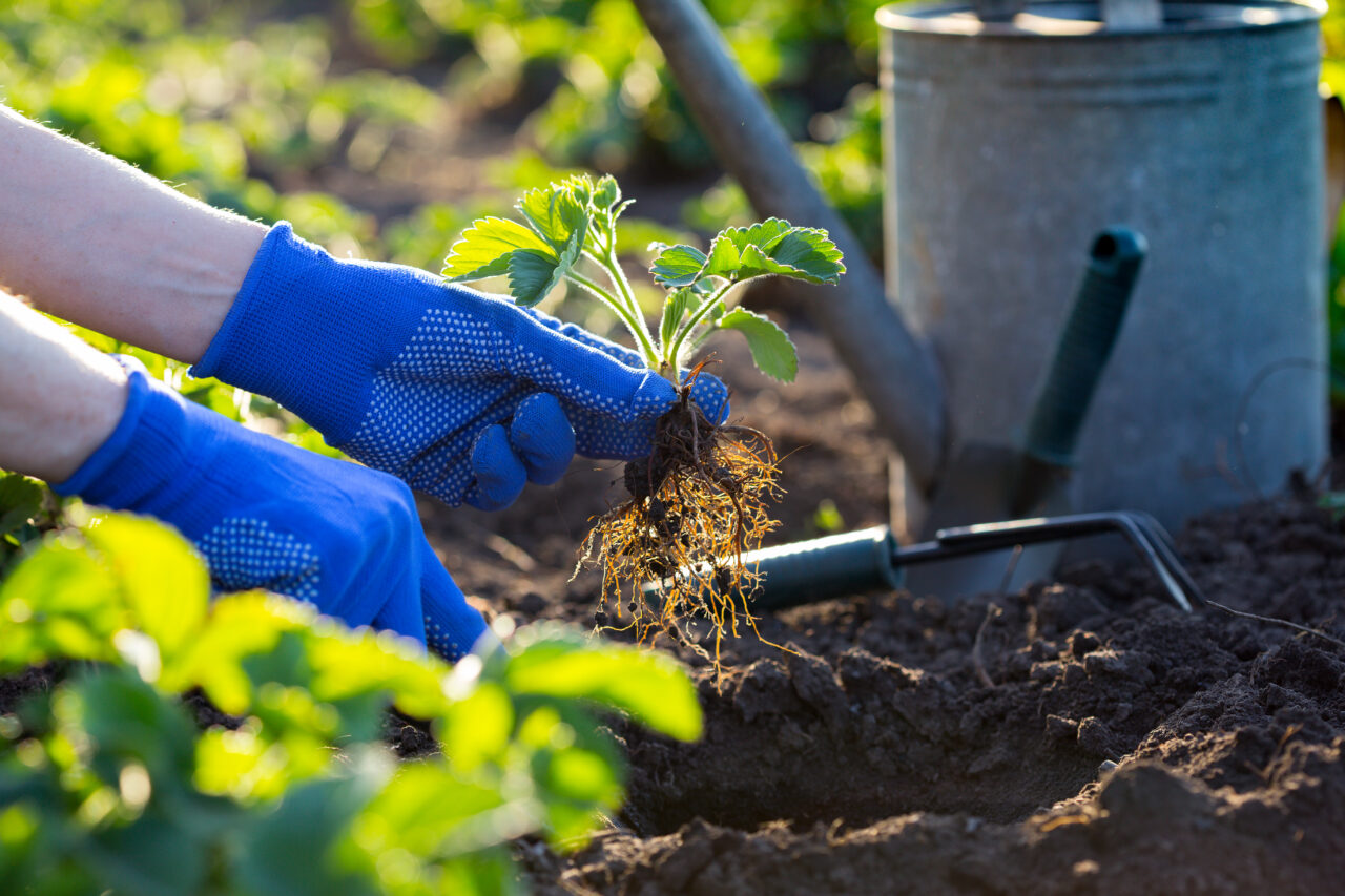 ce-legume-pot-fi-plantate-in-septembrie.-sfaturi-practice-pentru-a-avea-o-gradina-roditoare