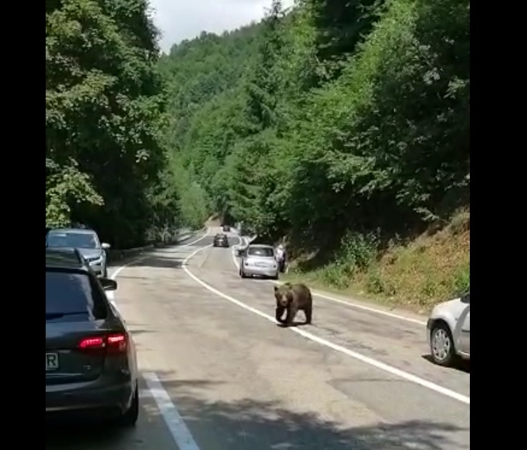 un-motociclist-sirian-blocat-in-trafic-pe-transfagarasan-a-fost-muscat-de-un-urs-pieton