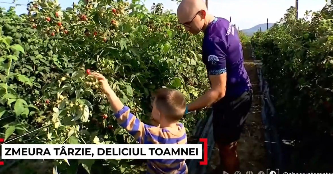 zmeura-de-toamna,-un-deliciu-al-verii-pe-mesele-romanilor.-cat-a-ajuns-sa-coste-un-kilogram