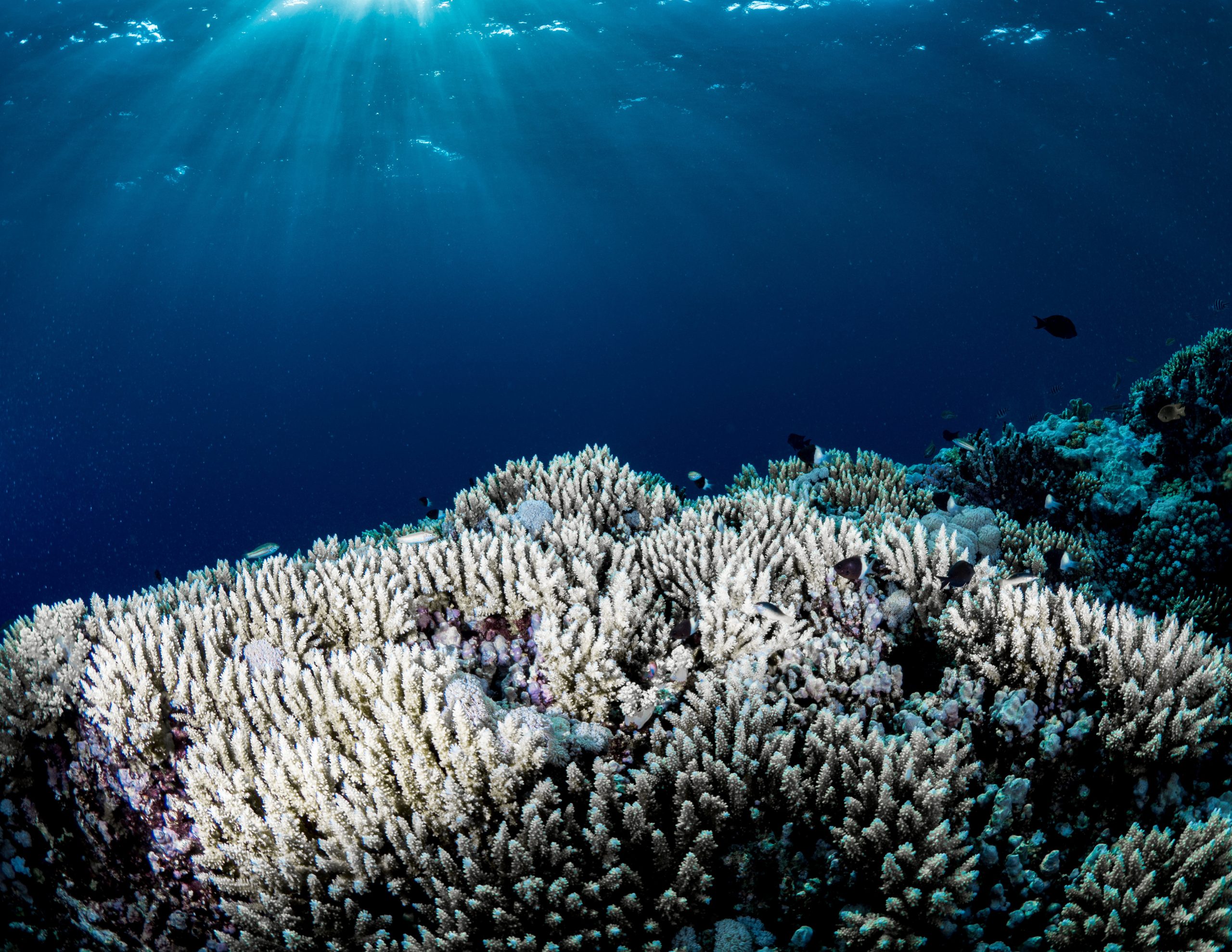 doua-specii-cruciale-de-corali-din-florida-au-disparut-functional-din-cauza-valului-de-caldura-oceanic