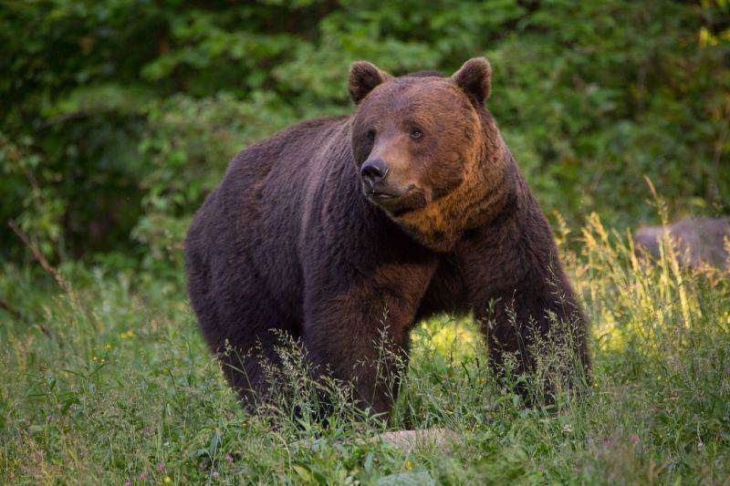 un-oras-din-valea-jiului-a-fost-invadat-de-ursi.-oamenii-s-au-inchis-in-case-de-frica