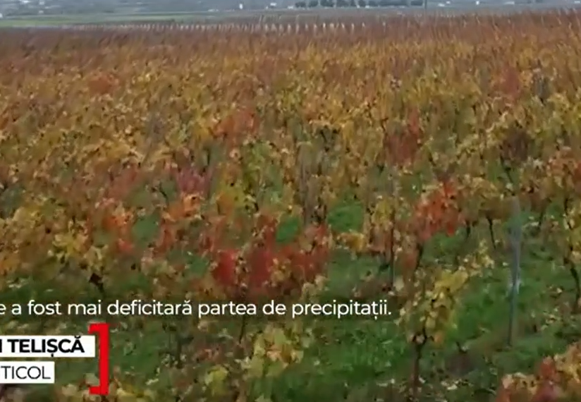 vin-mai-scump-pe-mesele-de-sarbatori.-cat-costa-in-magazinele-de-specialitate