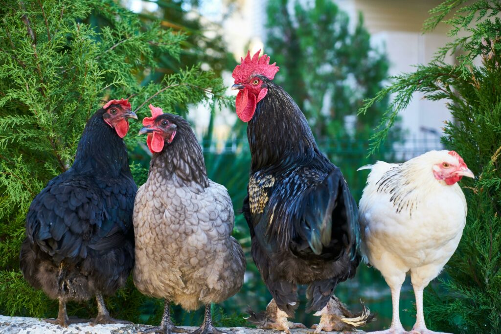 o-activista-pentru-bunastarea-animalelor-din-california-a-fost-condamnata-pentru-furtul-unor-gaini-dintr-o-ferma