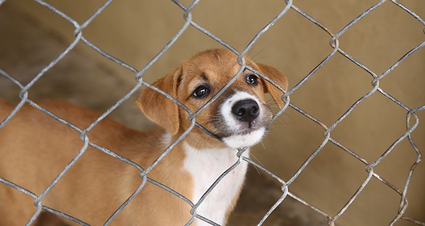 localitatea-din-romania-care-a-ajuns-sa-gazduiasca-cel-mai-mare-adapost-din-lume-pentru-animalele-fara-stapan