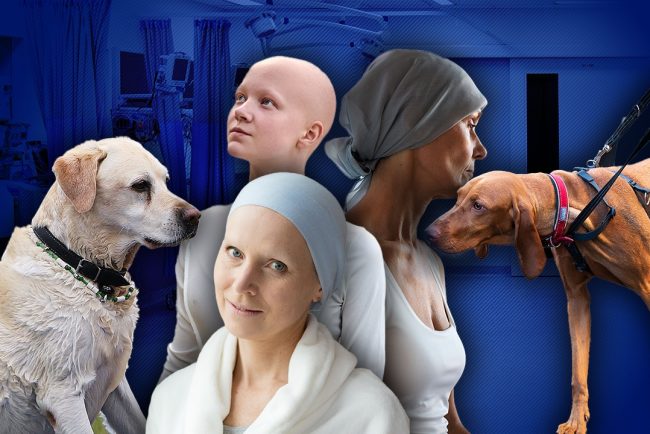 cainii-pot-mirosi-cancerul-clipul-care-a-impresionat-o-lume-intreaga:-max-este-cainele-care-si-a-salvat-stapana:-„si-a-pus-nasul-pe-pieptul-meu-pentru-a-verifica-locul-unde-fusese-operat.