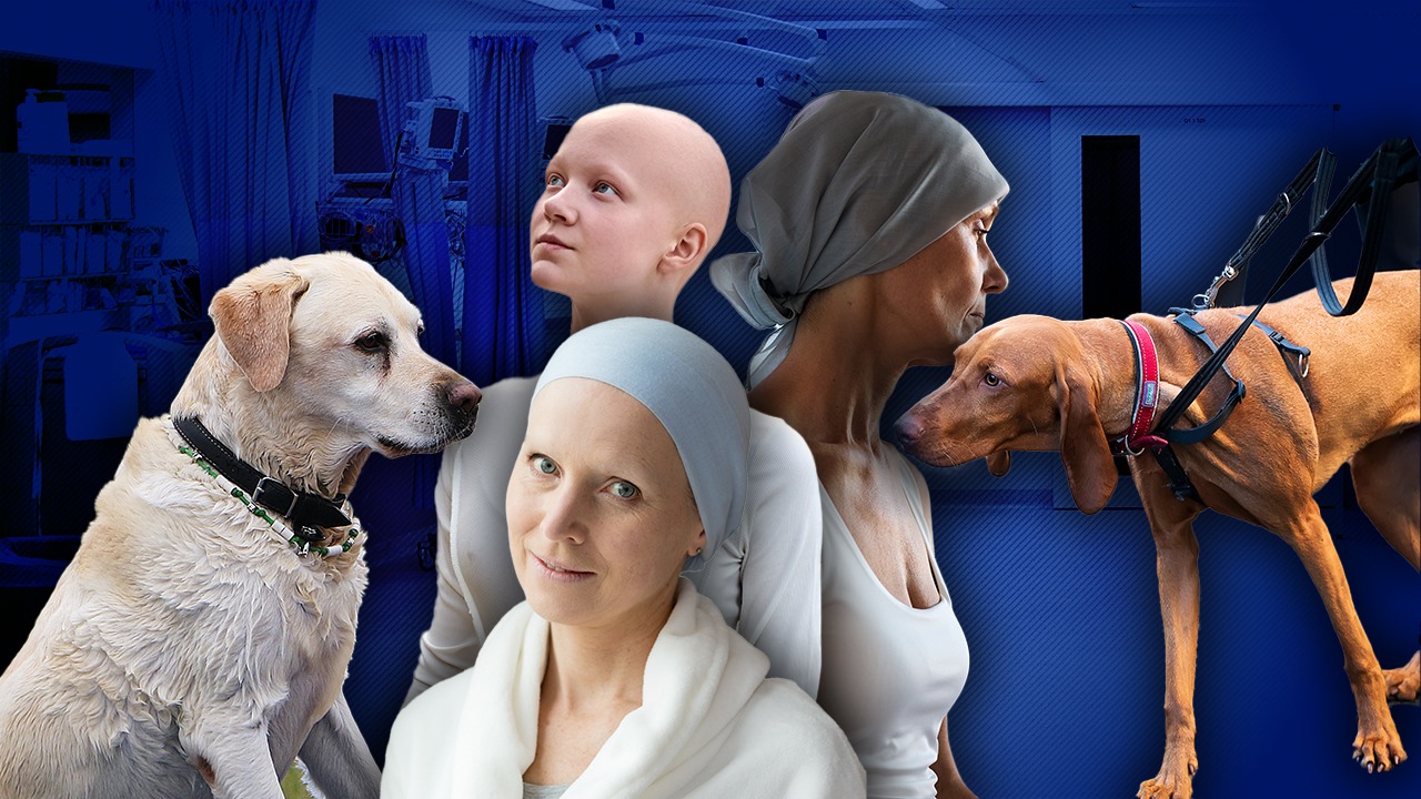 cainii-pot-mirosi-cancerul-clipul-care-a-impresionat-o-lume-intreaga:-max-este-cainele-care-si-a-salvat-stapana:-„si-a-pus-nasul-pe-pieptul-meu-pentru-a-verifica-locul-unde-fusese-operat.