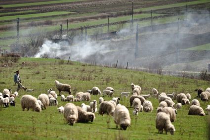 ce-salariu-primeste-un-ingrijitor-de-animale-care-lucreaza-la-stat.-sunt-incluse-cazarea-si-sporul-de-toxicitate