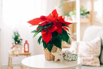 unde-nu-trebuie-asezata-niciodata-in-casa-craciunita,-celebra-floare-din-perioada-sarbatorilor-de-iarna.-ce-spun-principiile-feng-shui