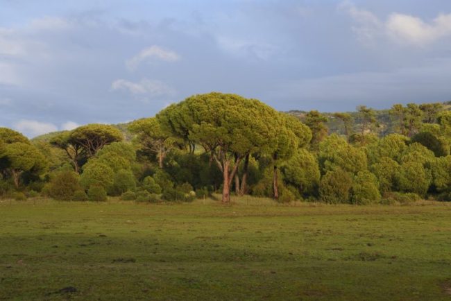 ce-copac-produce-cel-mai-mult-oxigen-noaptea:-este-considerat-sacru-in-multe-culturi