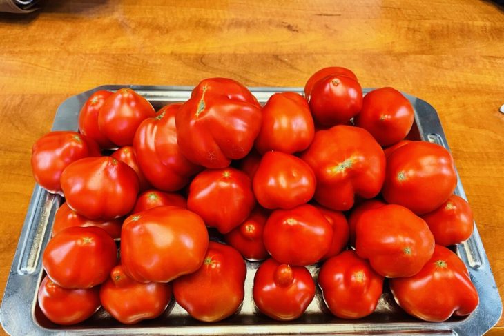 cand-este-bine-sa-stropim-rosiile-cu-lapte.-trucul-natural-folosit-de-gradinarii-cu-experienta