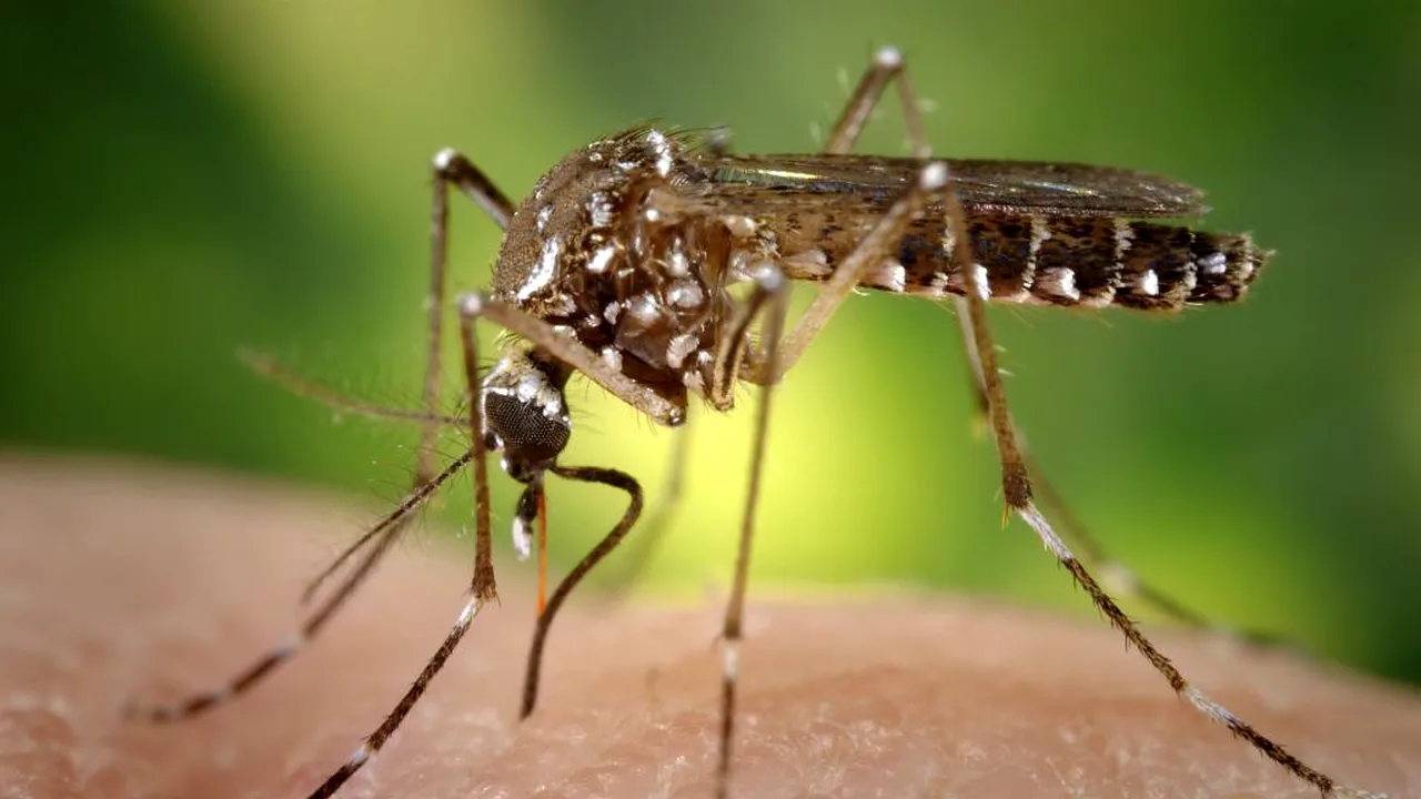 de-ce-bolile-transmise-de-insecte-reprezinta-o-amenintare-tot-mai-mare,-in-ciuda-cercetarilor.-ce-pericol-pandeste-europa