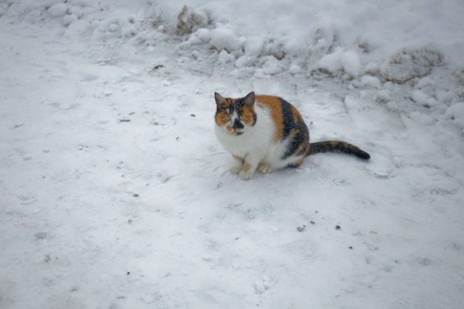 de-la-ce-temperatura-devine-periculos-pentru-pisici-sa-stea-afara