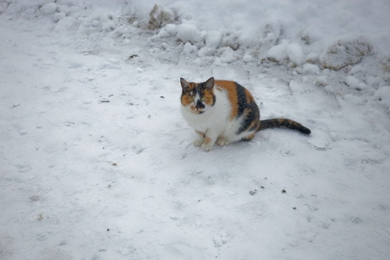 de-la-ce-temperatura-devine-periculos-pentru-pisici-sa-stea-afara