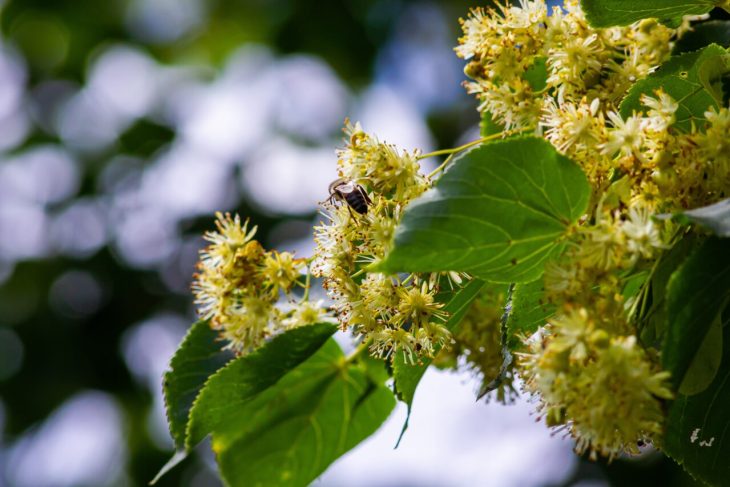 in-ce-perioada-din-an-este-bine-sa-plantezi-teiul.-etapele-peste-care-sa-nu-sari,-pentru-ca-arborele-sa-se-dezvolte-corect