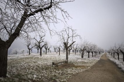cum-trebuie-taiati-ciresii-iarna.-metoda-care-aduce-o-recolta-bogata-si-ce-greseli-trebuie-evitate