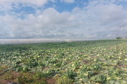 gest-disperat-al-unui-fermier-din-satu-mare-dupa-ce-a-ramas-cu-varza,-nevanduta,-pe-camp.-unii-il-admira,-altii-glumesc-pe-seama-situatiei