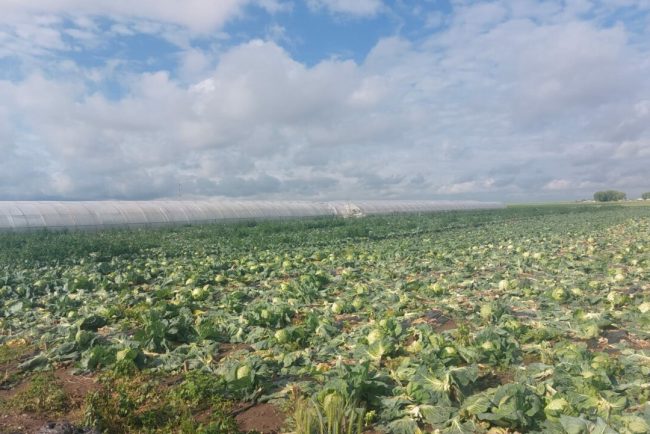 gest-disperat-al-unui-fermier-din-satu-mare-dupa-ce-a-ramas-cu-varza,-nevanduta,-pe-camp.-unii-il-admira,-altii-glumesc-pe-seama-situatiei