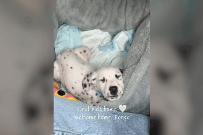 imaginile-cu-pongo,-un-pui-de-dalmatian-care-doarme-in-drum-spre-noua-sa-casa,-s-au-viralizat-rapid