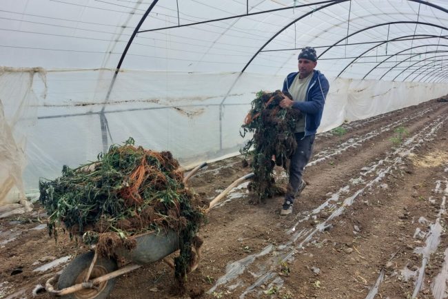 o-leguma-foarte-consumata-in-romania-a-ajuns-sa-fie-importata,-pe-fondul-recoltei-slabe-din-tara-noastra.-e-mai-ieftin,-dar-au-gunoaie!