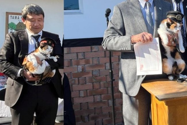 japonia-numeste-o-pisica-sef-de-gara:-yontama-continua-traditia-care-a-salvat-o-linie-feroviara-de-la-faliment