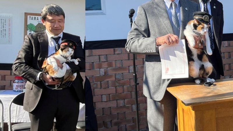 japonia-numeste-o-pisica-sef-de-gara:-yontama-continua-traditia-care-a-salvat-o-linie-feroviara-de-la-faliment