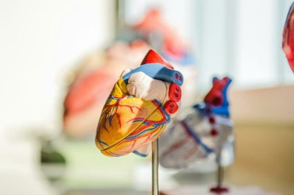 secretul-ascuns-in-celulele-inimii:-ce-au-descoperit-cercetatorii-estonieni-si-cum-ar-putea-schimba-tot-ce-stim-despre-bolile-cardiace