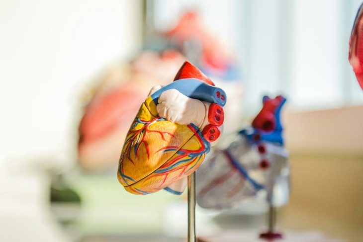 secretul-ascuns-in-celulele-inimii:-ce-au-descoperit-cercetatorii-estonieni-si-cum-ar-putea-schimba-tot-ce-stim-despre-bolile-cardiace