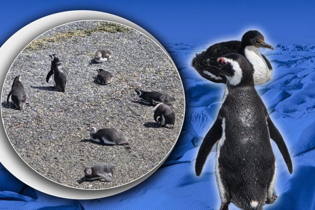schimbarile-climatice-dau-peste-cap-obiceiurile-de-reproducere-ale-pinguinilor.-care-sunt-cauzele-punctuale-ale-fenomenului