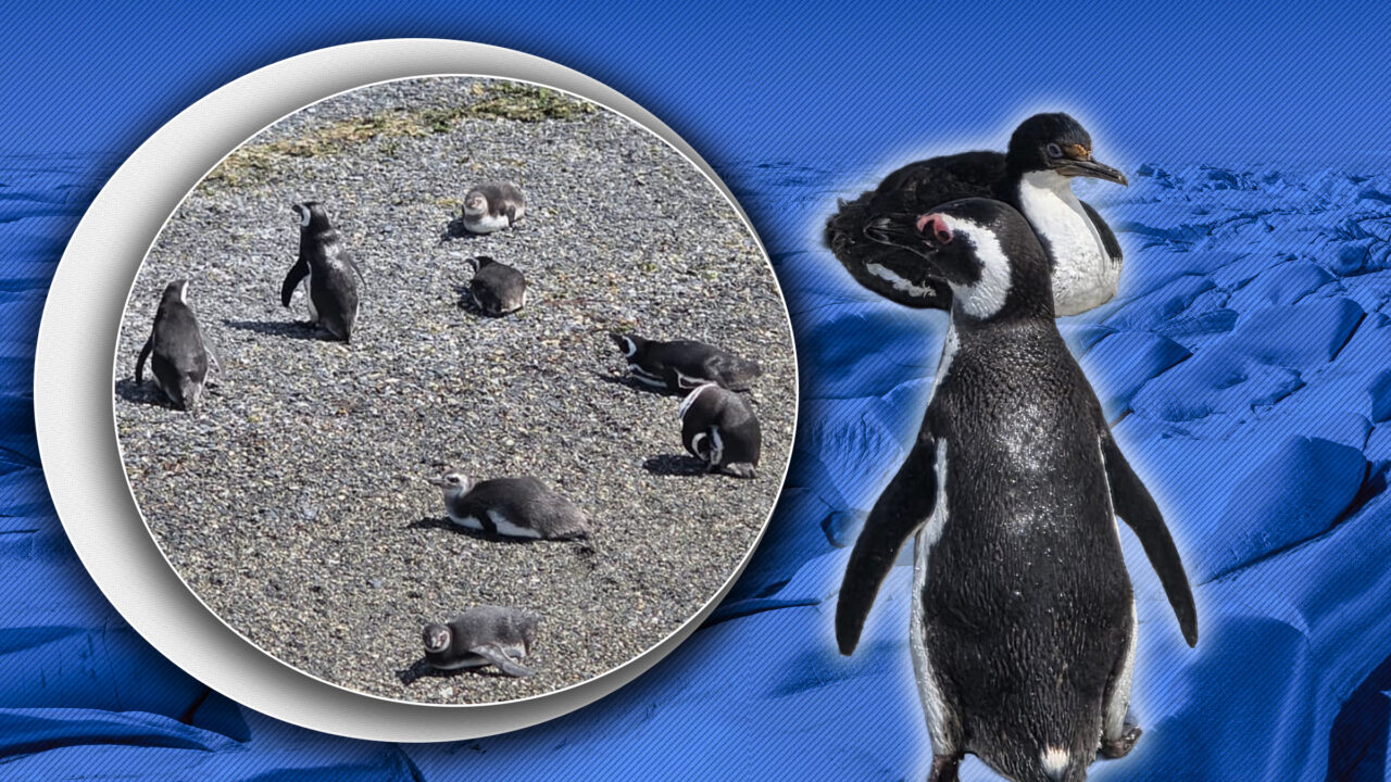 schimbarile-climatice-dau-peste-cap-obiceiurile-de-reproducere-ale-pinguinilor.-care-sunt-cauzele-punctuale-ale-fenomenului