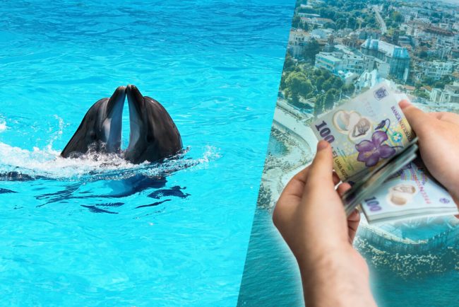 delfinariul-din-constanta,-in-impas.-reprezentatiile-cu-un-singur-delfin-nu-sunt-o-optiune