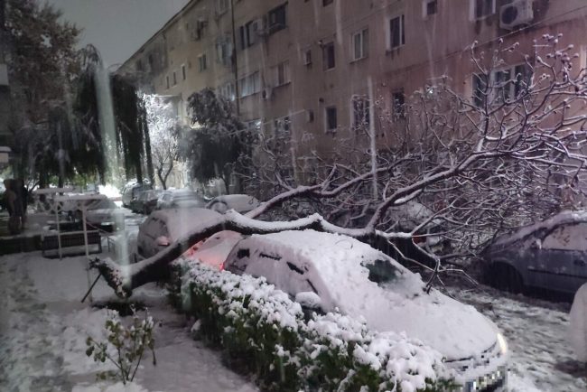 un-creator-de-continut-meteo-vorbeste-despre-explodarea-copacilor-la-temperaturi-foarte-scazute.-cum-dauneaza-arborilor-frigul-extrem