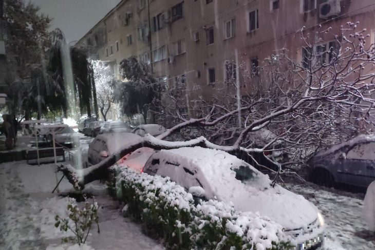 un-creator-de-continut-meteo-vorbeste-despre-explodarea-copacilor-la-temperaturi-foarte-scazute.-cum-dauneaza-arborilor-frigul-extrem