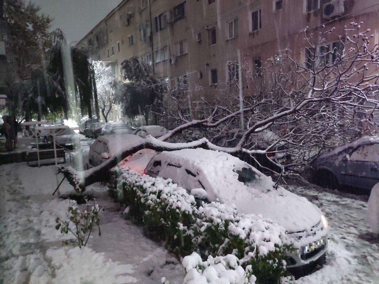 un-creator-de-continut-meteo-vorbeste-despre-explodarea-copacilor-la-temperaturi-foarte-scazute.-cum-dauneaza-arborilor-frigul-extrem
