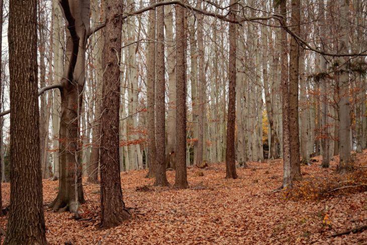 romania-numara-copacii-din-republica-moldova-sprijin-de-1,7-mil.-euro-pentru-inventarierea-fondului-forestier-moldovean
