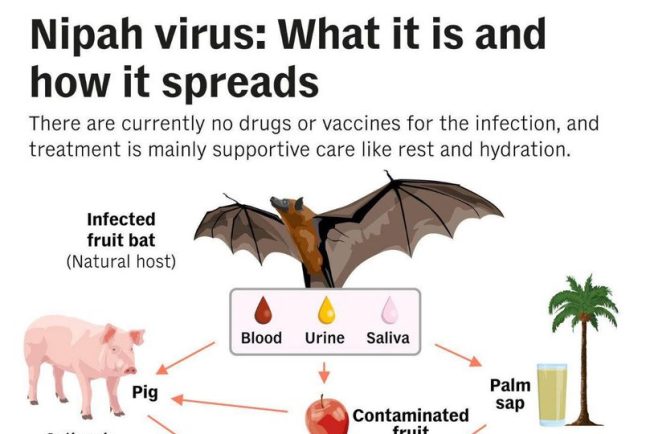 virusul-mortal-nipah,-din-india-si-bangladesh,-sperie-romania-ce-spune-dr.-florin-rosu:-gazda-naturala-a-virusului-este-liliacul-de-fructe