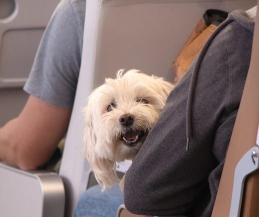 amenda-uriasa-primita-de-un-pasager-din-germania-pentru-ca-si-a-scos-animalul-din-cusca-si-l-a-mangaiat-in-avion
