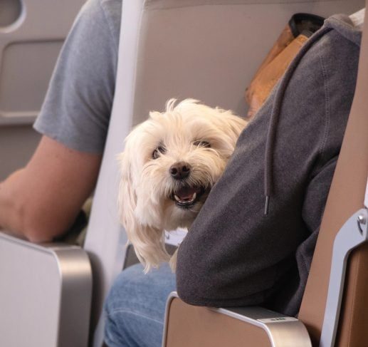 amenda-uriasa-primita-de-un-pasager-din-germania-pentru-ca-si-a-scos-animalul-din-cusca-si-l-a-mangaiat-in-avion