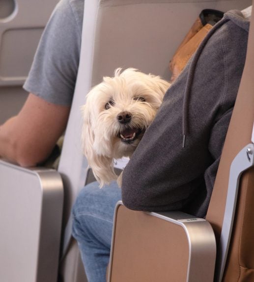 amenda-uriasa-primita-de-un-pasager-din-germania-pentru-ca-si-a-scos-animalul-din-cusca-si-l-a-mangaiat-in-avion