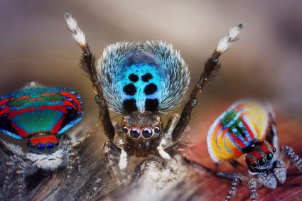paianjenul-care-danseaza-pentru-a-se-imperechea.-care-este-arma-sercreta-a-paianjenului-maratus-volans
