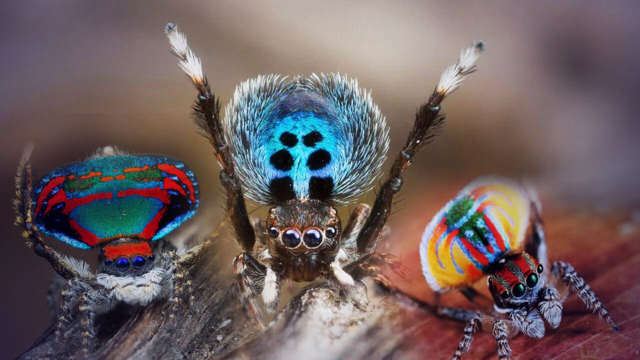 paianjenul-care-danseaza-pentru-a-se-imperechea.-care-este-arma-sercreta-a-paianjenului-maratus-volans