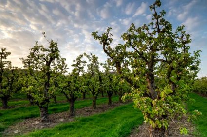 temperatura-la-care-trebuie-stropiti-pomii-fructiferi-impotriva-daunatorilor