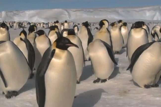 pinguinii-imperiali-din-antarctica,-tot-mai-expusi-pe-masura-ce-gheata-marina-dispare