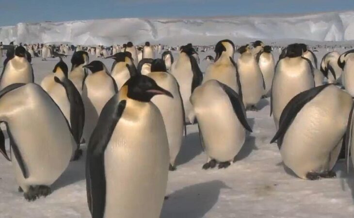 pinguinii-imperiali-din-antarctica,-tot-mai-expusi-pe-masura-ce-gheata-marina-dispare